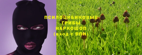 сатива Горняк