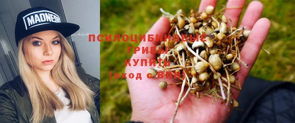 сатива Горняк