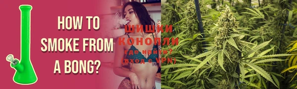 сатива Горняк